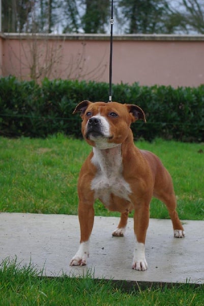 Staffanatic's Can't stop loving you