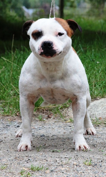 Staffanatic's Honor respect and loyalty