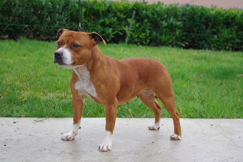 Staffanatic's Can't stop loving you