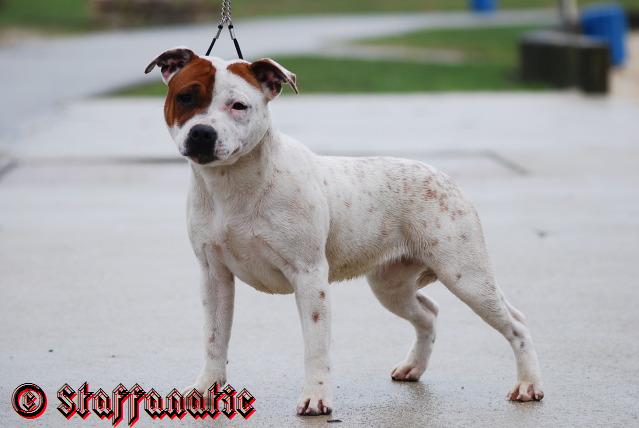 Staffanatic's Everlast