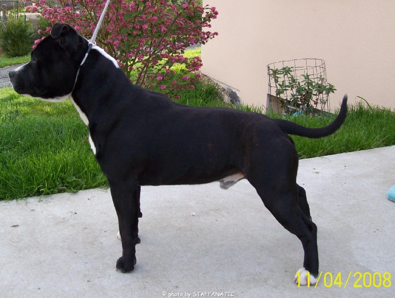 Staffanatic's Bruce lee