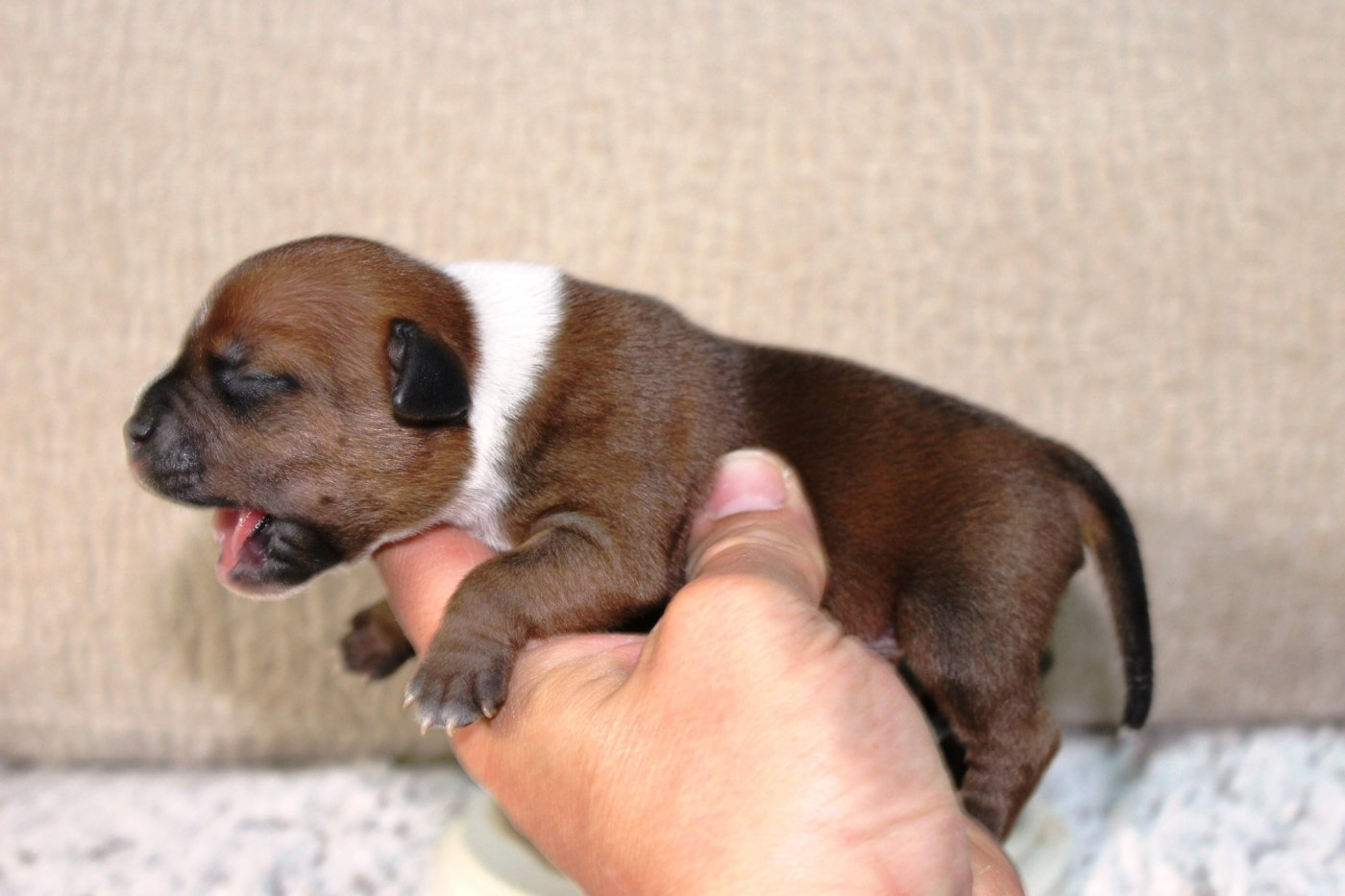 Mâle rouge collier blanc