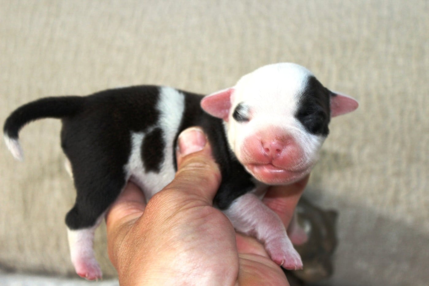 Femelle pied bringée