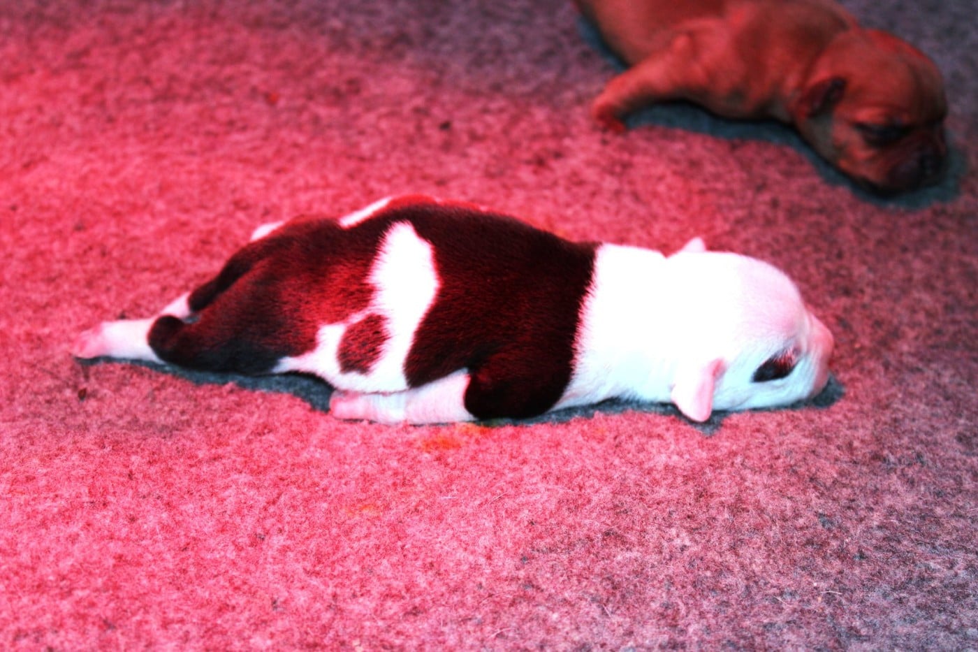 Femelle pied bringée