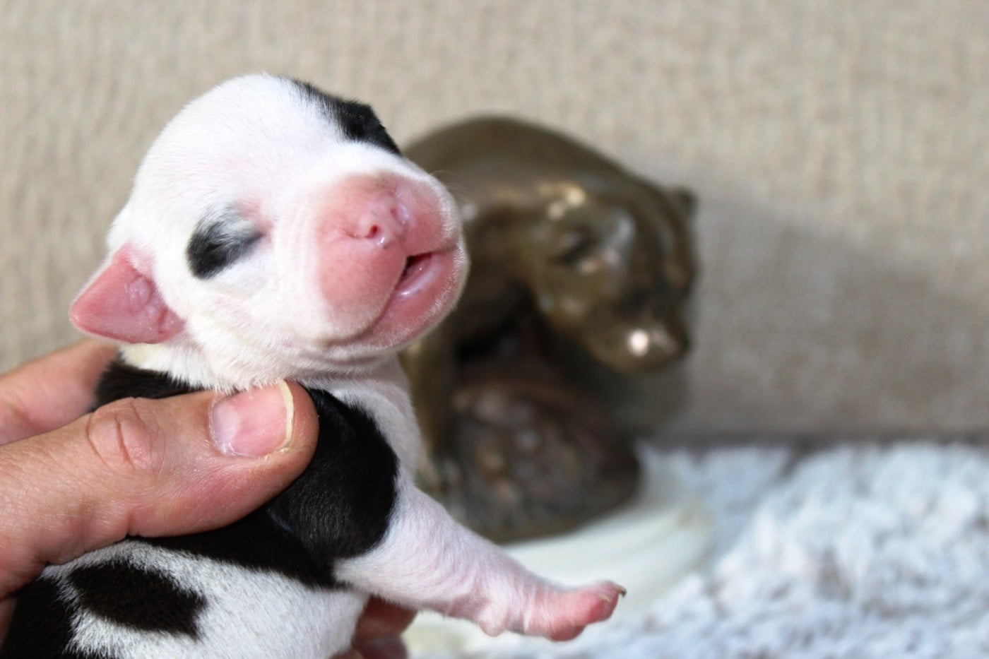 Femelle pied bringée
