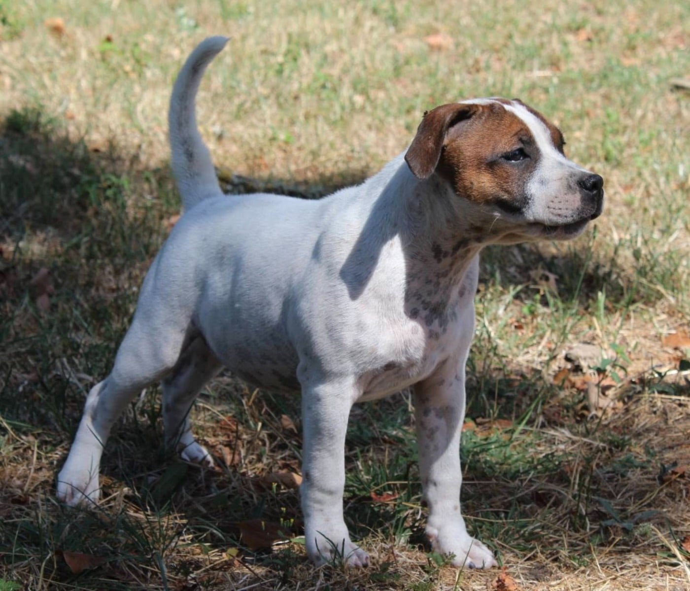Staffordshire Bull Terrier - Staffanatic's
