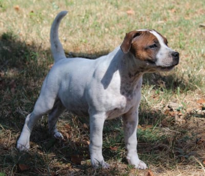 Les chiots de Staffordshire Bull Terrier