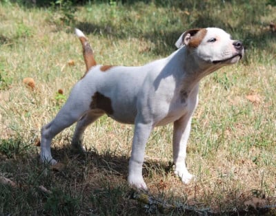 Les chiots de Staffordshire Bull Terrier