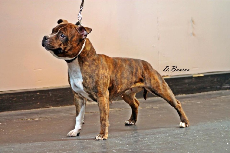 CH. Staffanatic's Bisou-bisou miss loola - NC