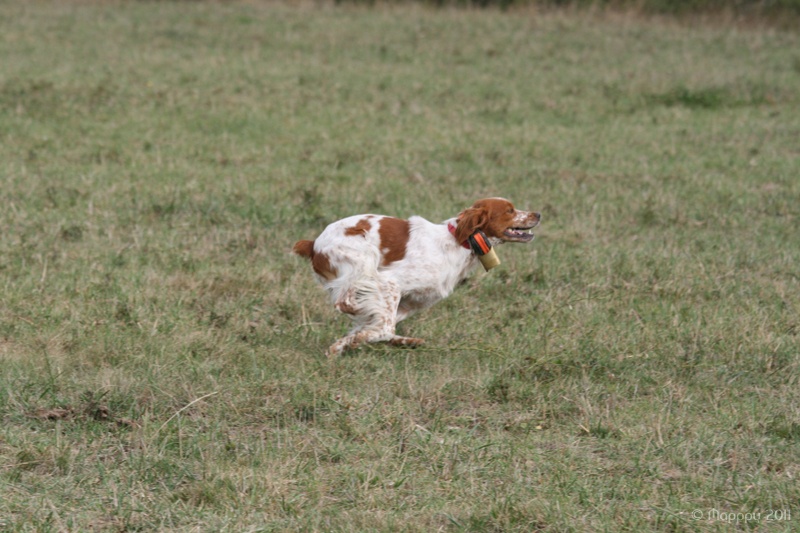 CH. Dollar Des plaines dauxeenes - CACIT/ CACT