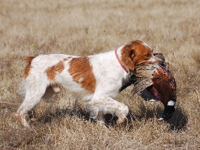 CH. Dollar Des plaines dauxeenes - CACT