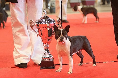 CH. Volte face des Hauts coureurs