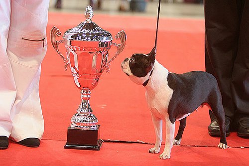 CH. Volte face des Hauts coureurs
