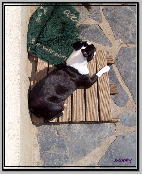 CH. Sweetheart krakmont des Hauts coureurs