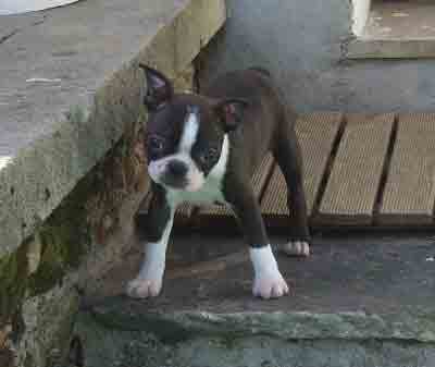 Publication : des Hauts coureurs Auteur : hauts coureurs