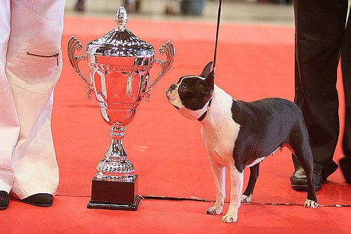 CH. Volte face des Hauts coureurs