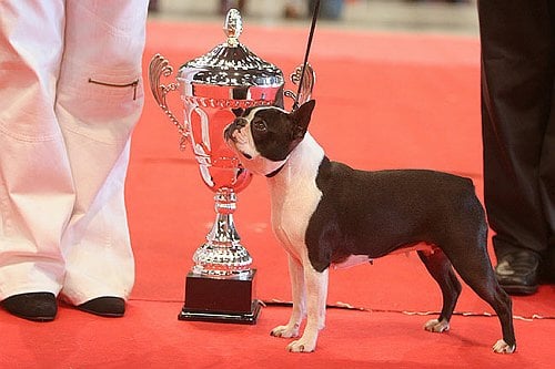 CH. Volte face des Hauts coureurs