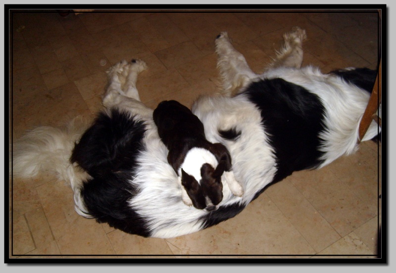 Publication : des Hauts coureurs Auteur : hauts coureurs