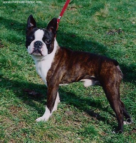 CH. Krakmont Final impression - CLASSE VETERAN 1 ER