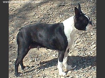 CH. Sweetheart krakmont des Hauts coureurs - RCACIB