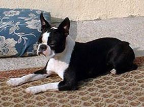 CH. Sweetheart krakmont des Hauts coureurs - 2 IEME PRIX RCACIB