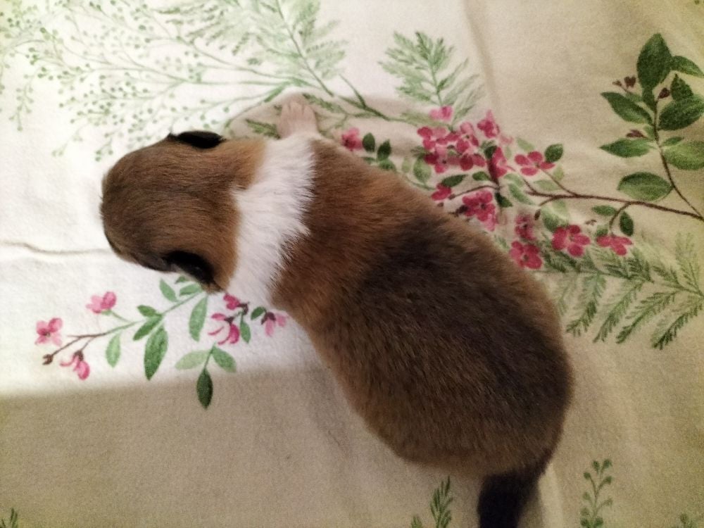 CHIOT 6 - Colley à poil long