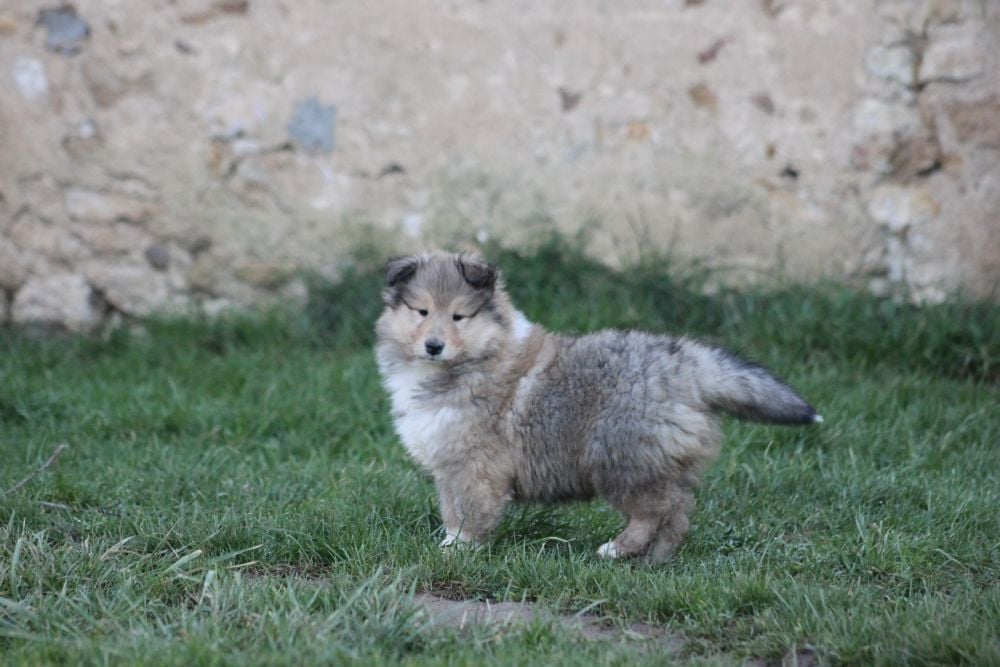 Jolie femelle fauve charbonnée