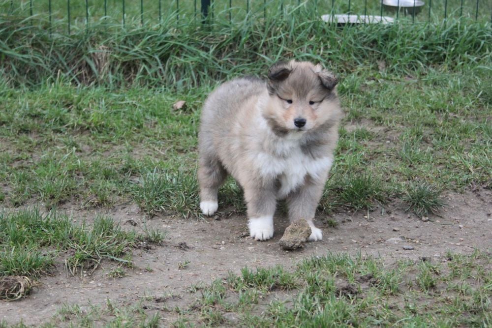 Jolie femelle fauve charbonnée