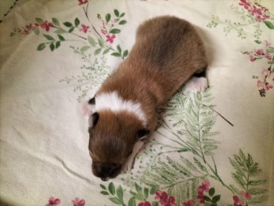 Les chiots de Colley à poil long