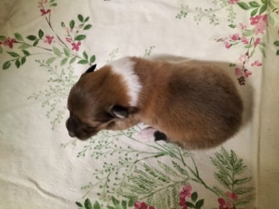 Les chiots de Colley à poil long