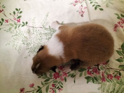 Les chiots de Colley à poil long