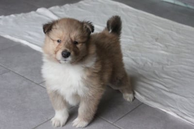 Les chiots de Colley à poil long