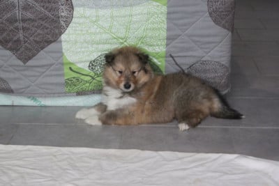 Les chiots de Colley à poil long