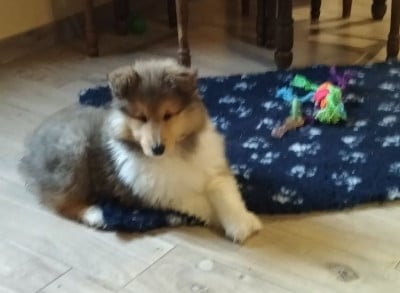 Les chiots de Colley à poil long