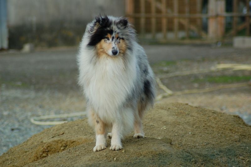 Cheyenne blue Du Chemin des Randonnées - CACIB