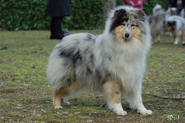 Cheyenne blue Du Chemin des Randonnées - Meilleure Puppy