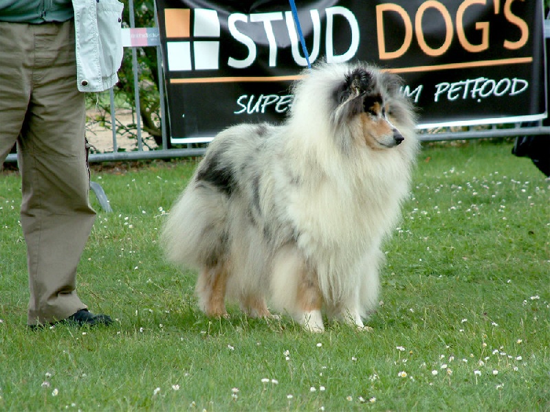 Cheyenne blue Du Chemin des Randonnées - 2e Excellent Classe Eleveur