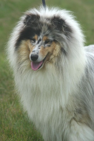 Cheyenne blue Du Chemin des Randonnées - Meilleure de l'exposition