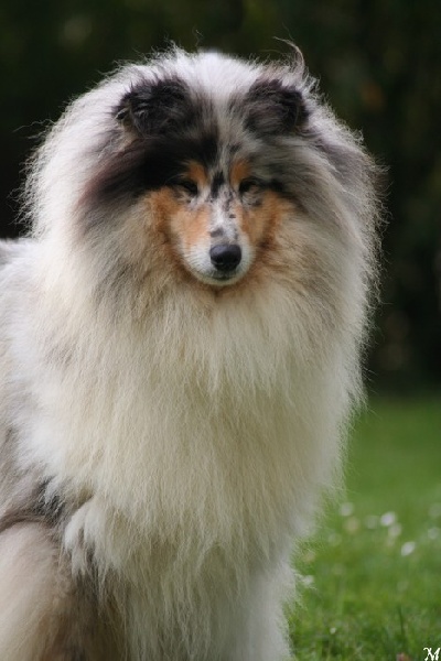 Cheyenne blue Du Chemin des Randonnées - RCAC-RCACIB