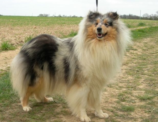 CH. Amie blue Du Chemin des Randonnées - CAC