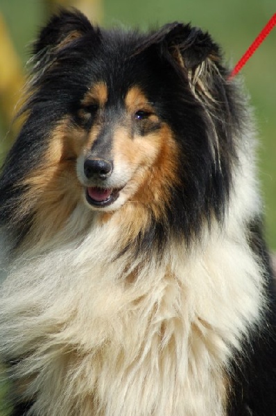 Publication : Clos des duchesses Auteur : Sylvie Dancoisne