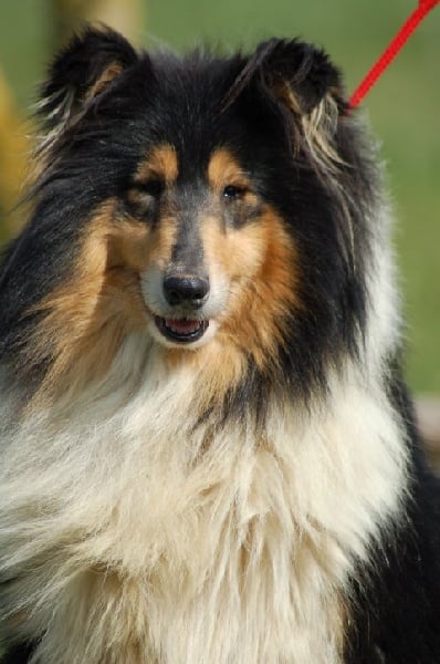 Publication : Clos des duchesses Auteur : Sylvie Dancoisne