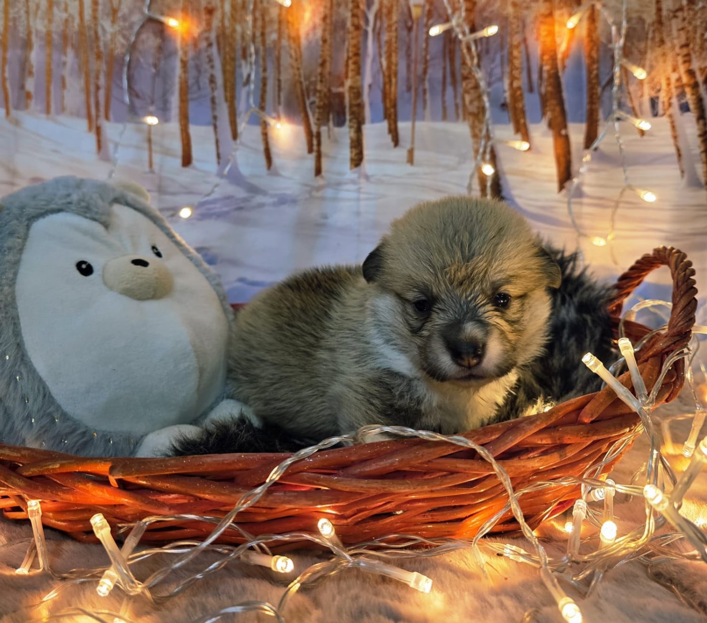 Welsh Corgi Pembroke - Clos des duchesses