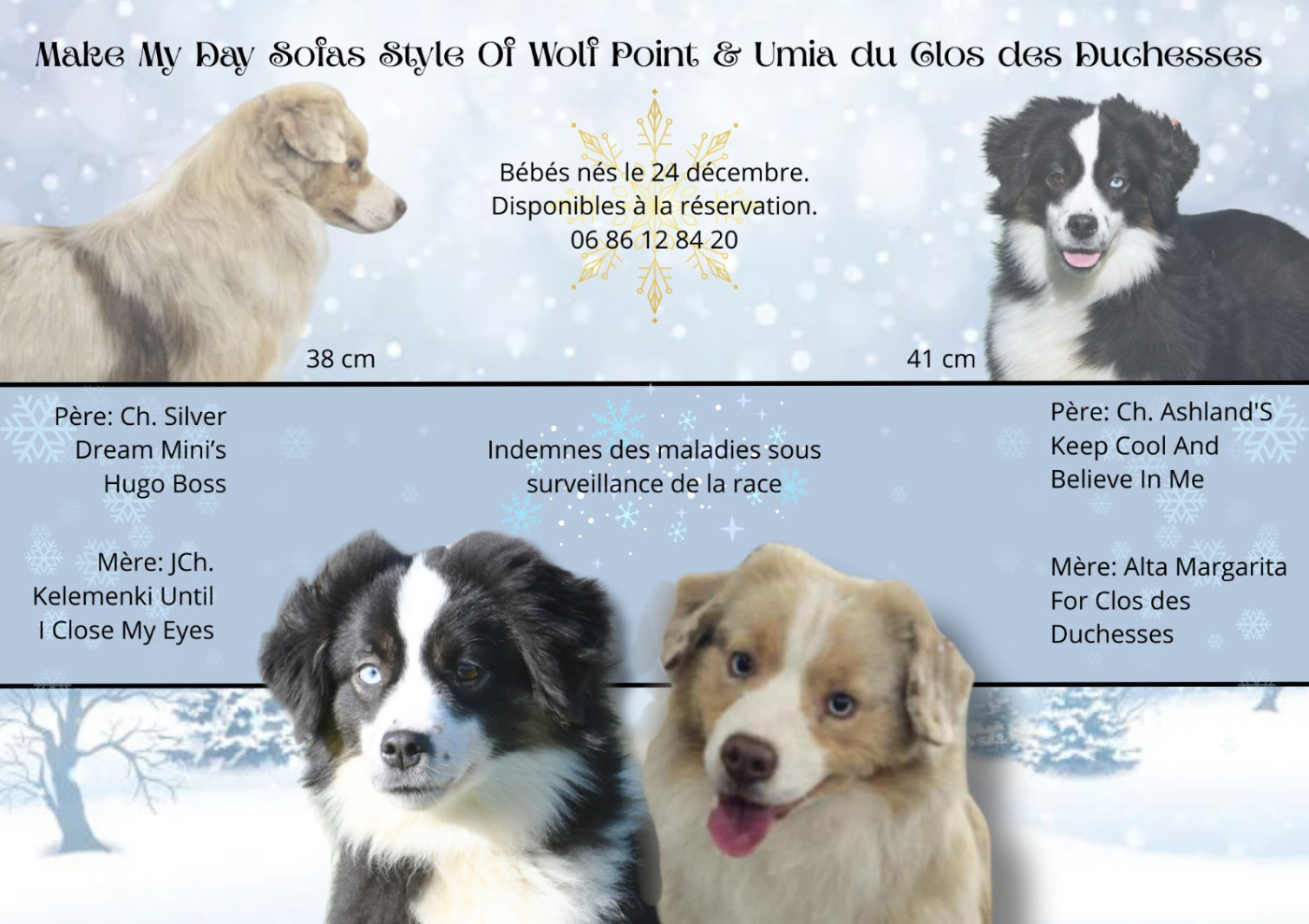 Berger Américain Miniature  - Clos des duchesses