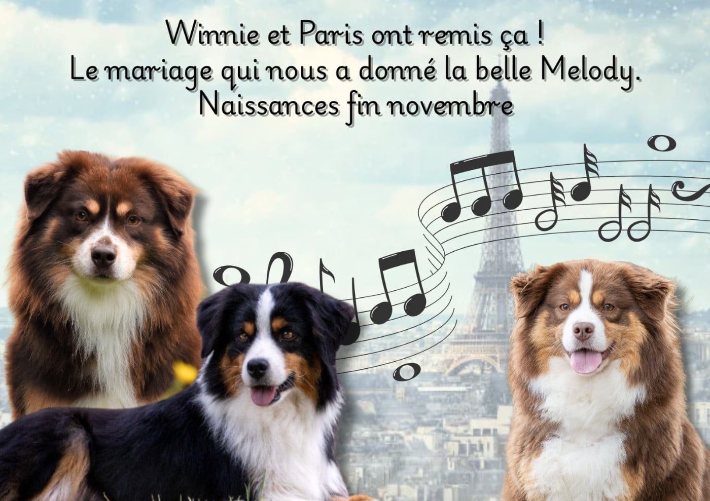 Berger Américain Miniature  - Clos des duchesses