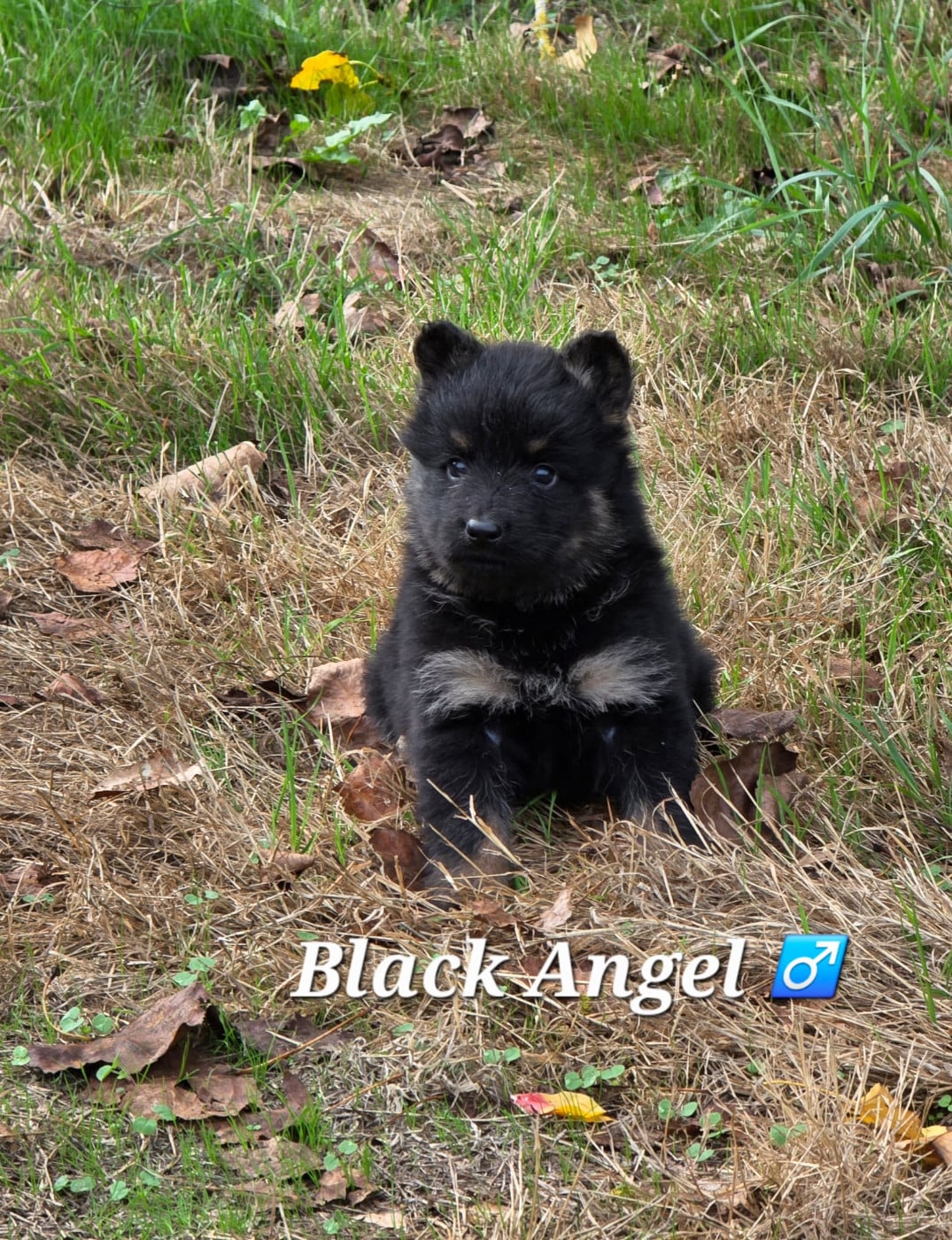 Black Angel - Berger de boheme