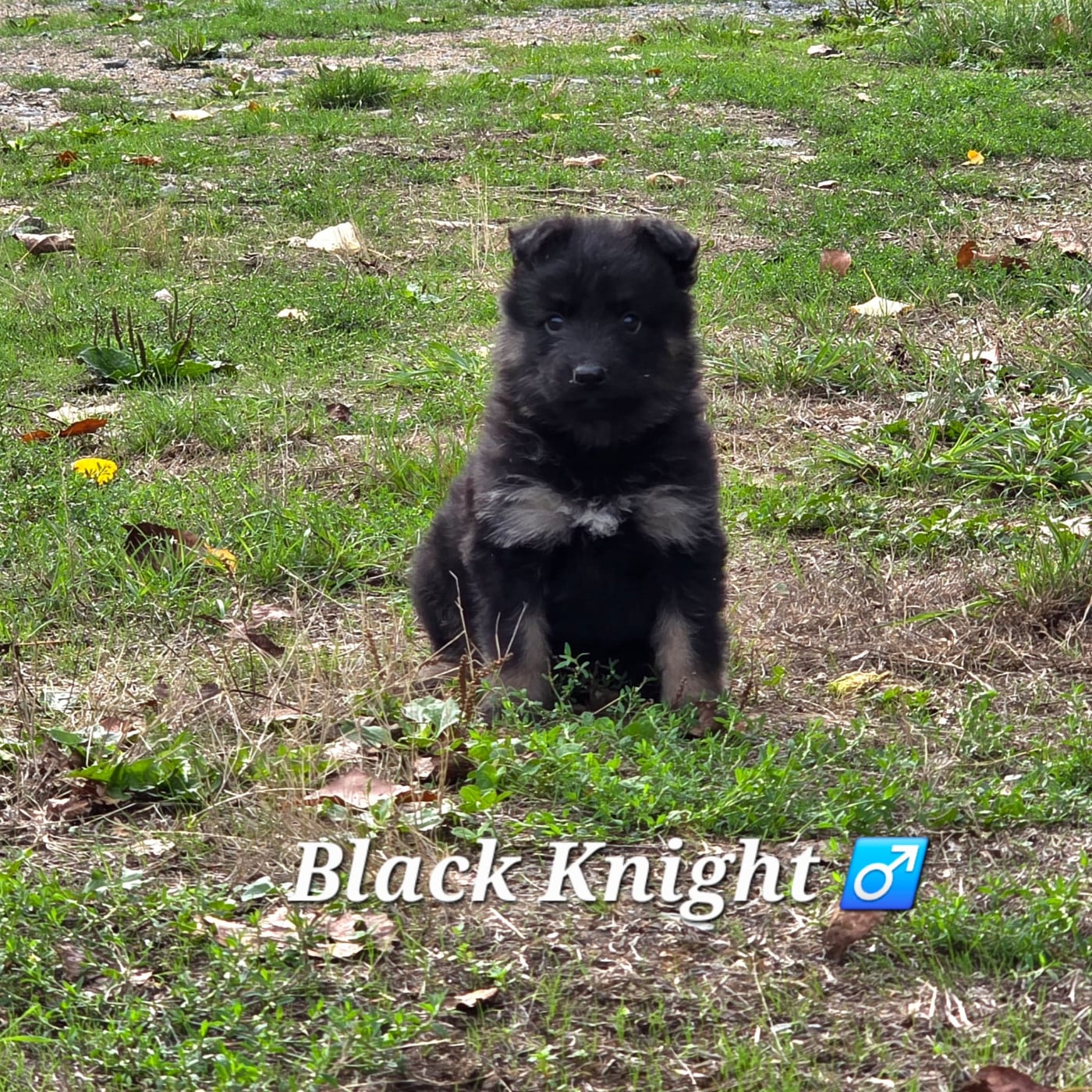 Black Knight - Berger de boheme