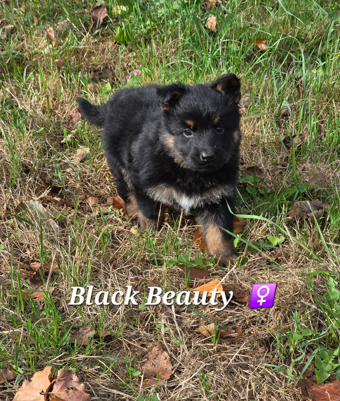 Black Beauty - Berger de boheme