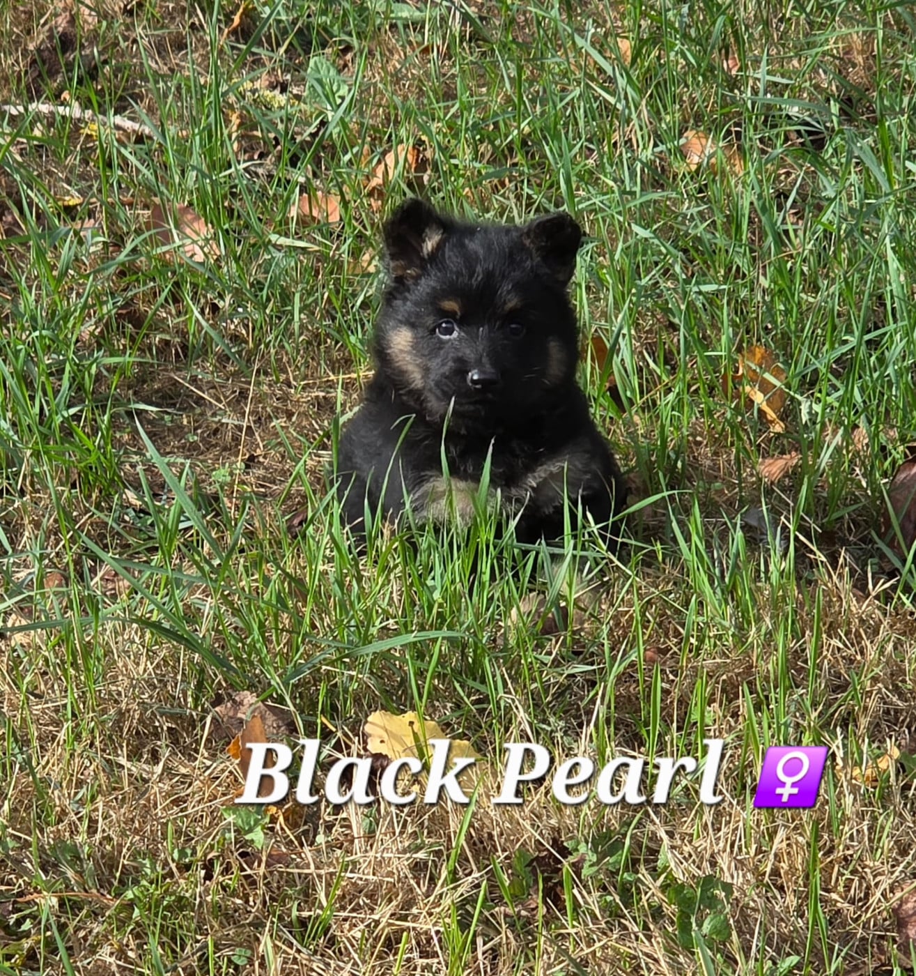 Black Pearl - Berger de boheme