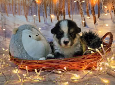 Les chiots de Welsh Corgi Pembroke